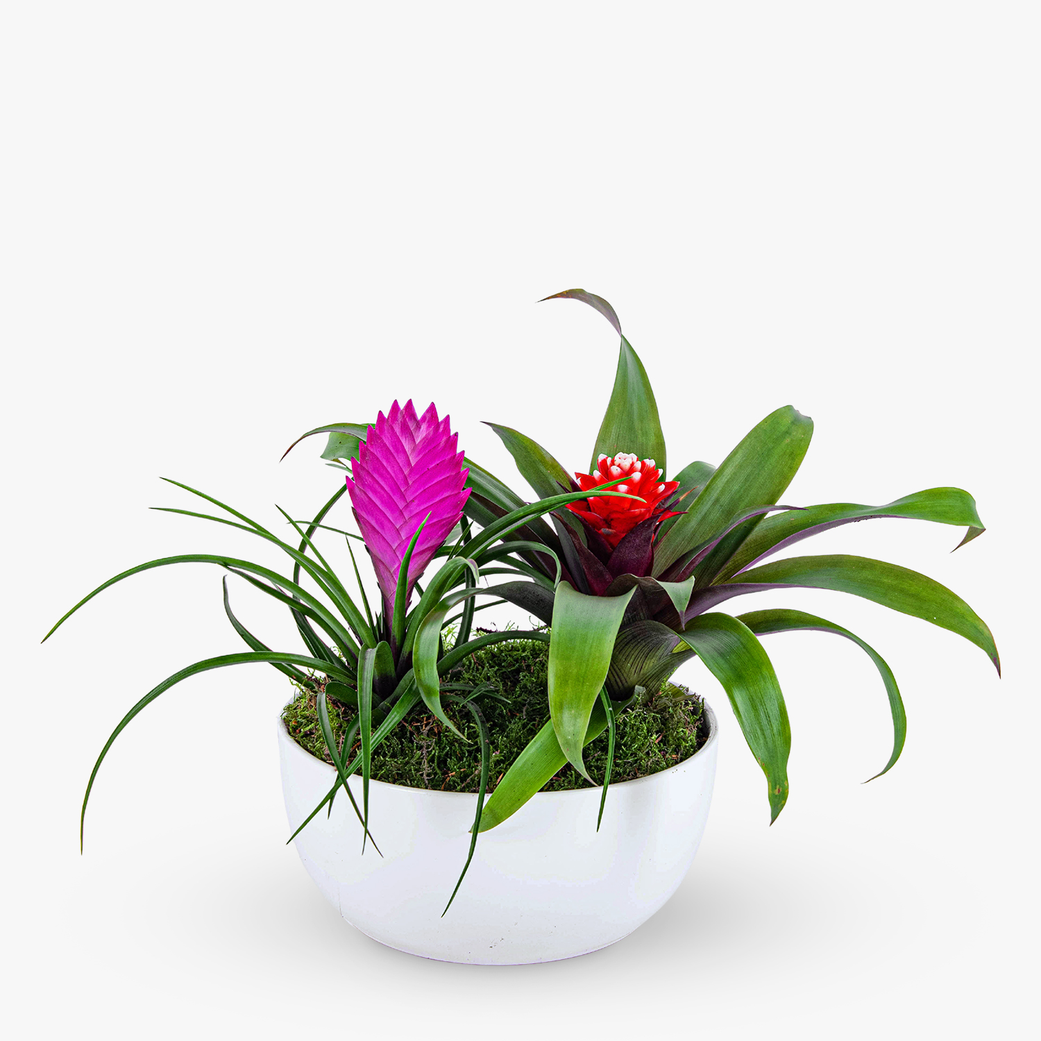 Bromeliad Bowl | Haute Florist