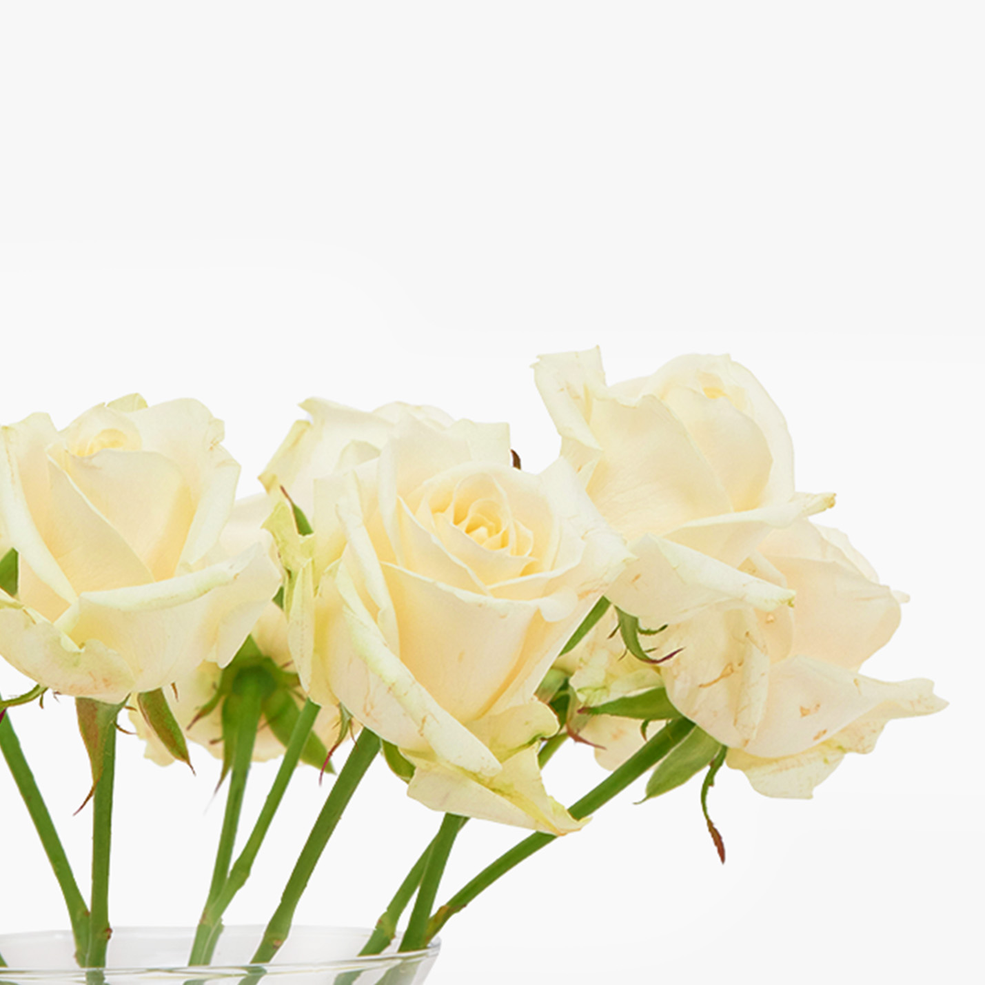 Haute Florist Nhs Discount at Gerard Allen blog